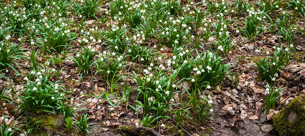 Bledule v Rakoveckém údolí