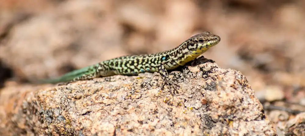 Ještěrky na Korsice