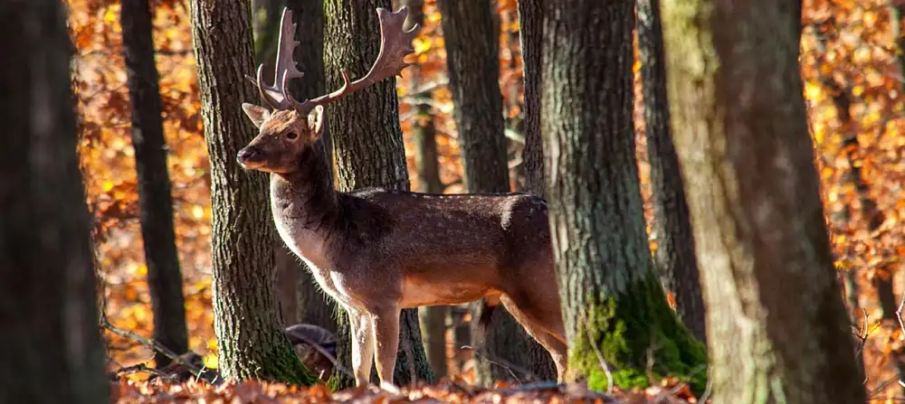Obora Holedná, Brno