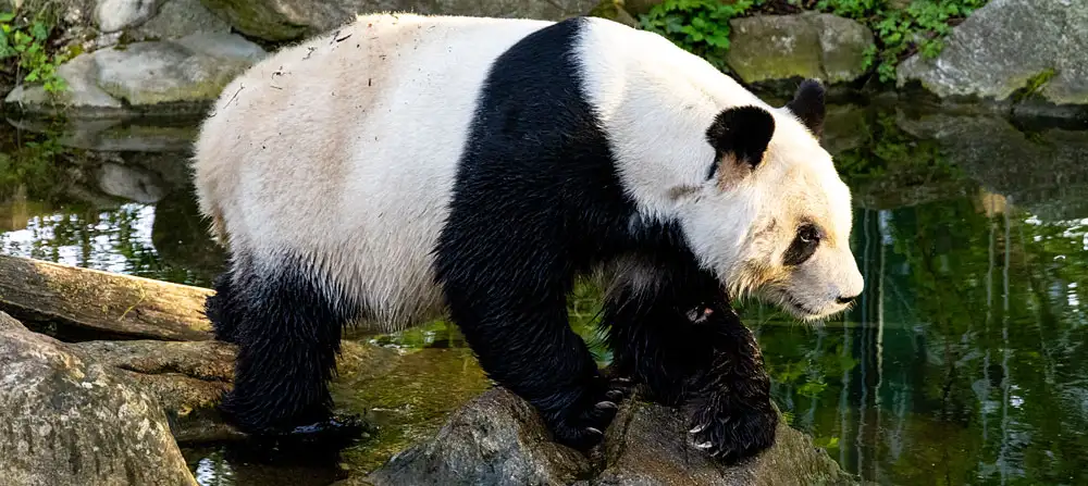 ZOO Schönbrunn, Vídeň