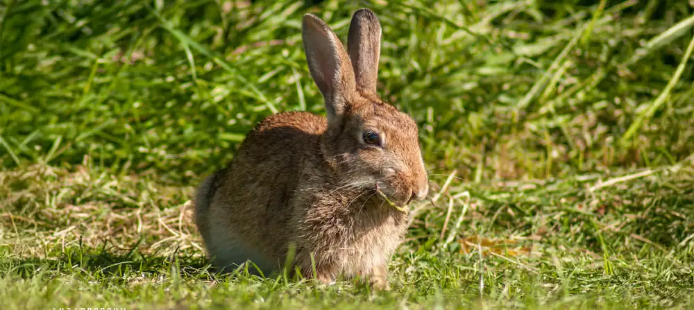 Zajíci v Jižní Anglii